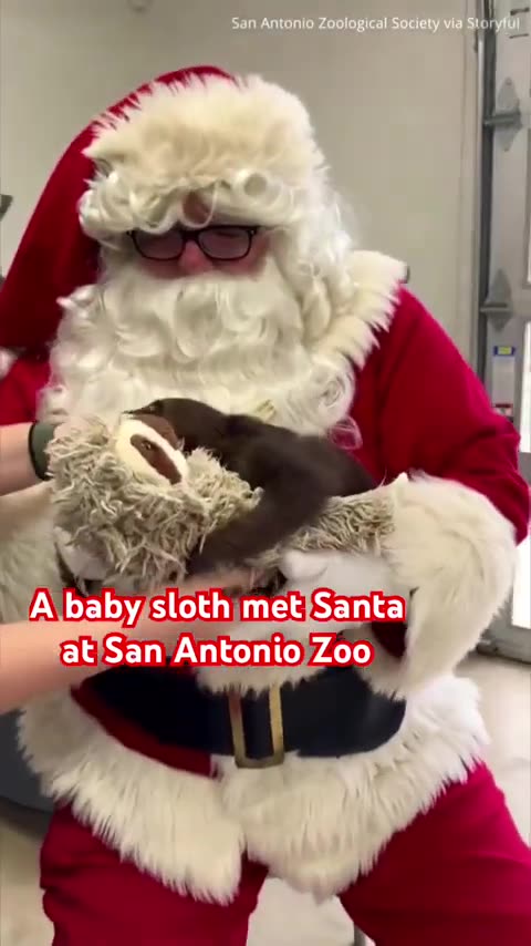 A sloth celebrated her first Christmas by meeting Santa