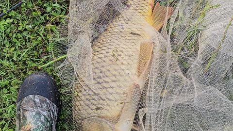 Largest carp i caught in my cast net.