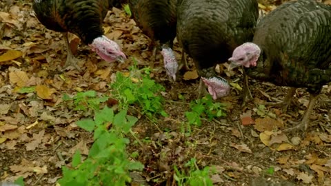 The Worlds Most Expensive Christmas Food 2025!! (1080p)