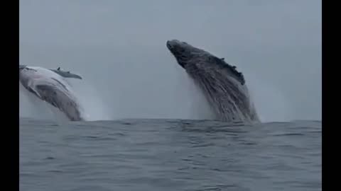 Jump of two jubart whales in Ilha Bela, Brazil !