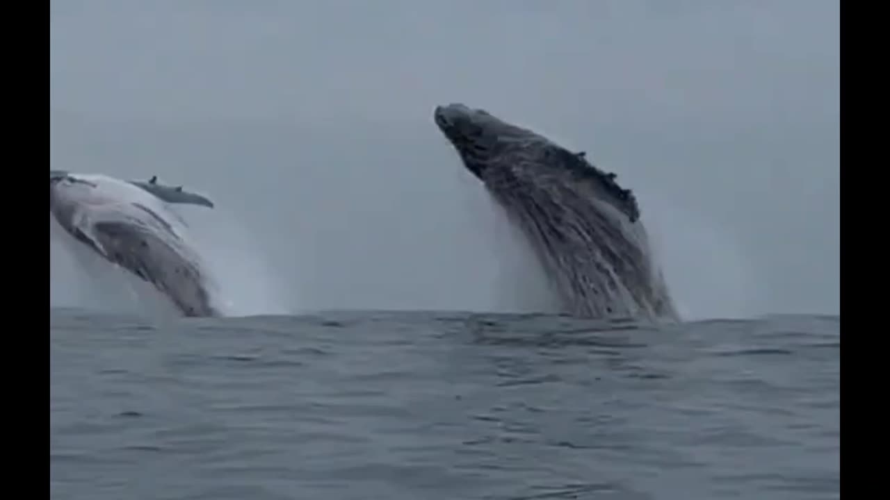 Jump of two jubart whales in Ilha Bela, Brazil !