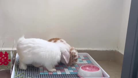 😂 You Won't Believe This Cat's Sneaky Move! | FunFM