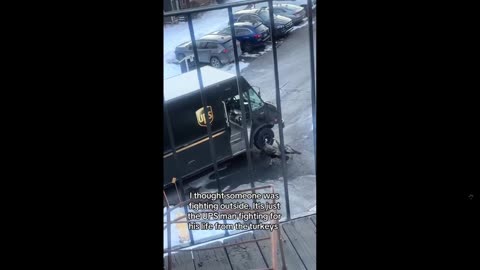 Humor: Poor UPS guy has to run from Turkeys since they are protected, vicious