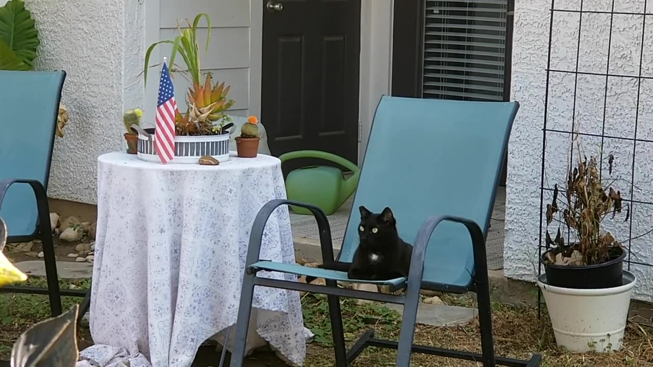 20250805 102333 Tux Owns Linus' Chair