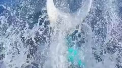 Whales Say Hello