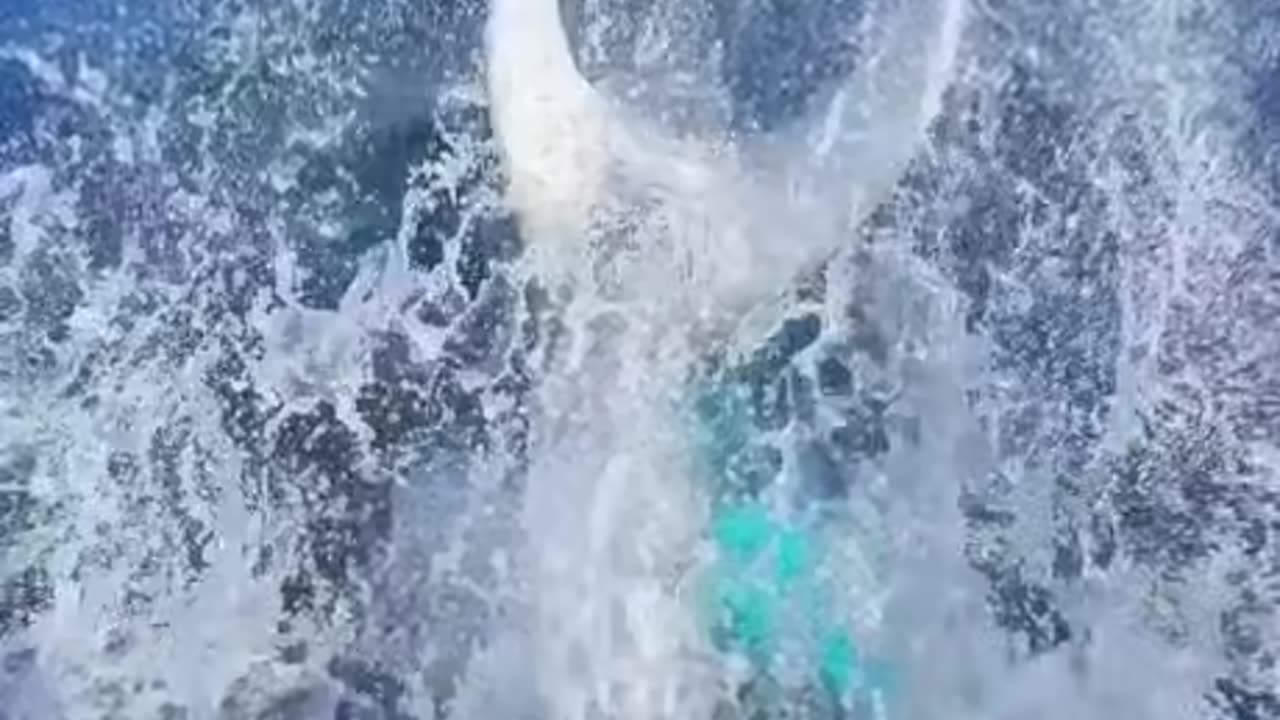 Whales Say Hello