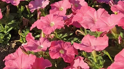New Variety 2025 Supertunia Bermuda Beach Petunia and Silverdust on Sunset