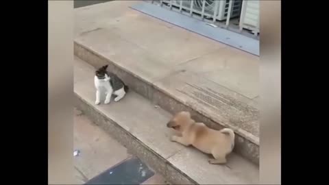 Cat VS Dog Funny Animal Videos #shorts