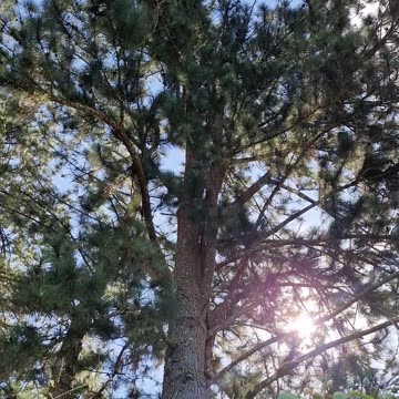 Jesus, My Lord and My God - Psalm 118 #jesus #motivation #scripturereading