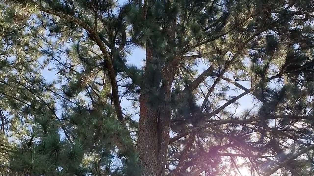 Jesus, My Lord and My God - Psalm 118 #jesus #motivation #scripturereading