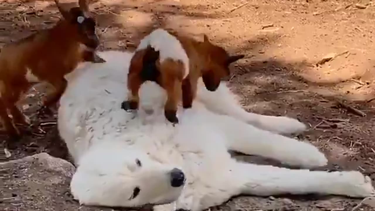 Gentle dog.. 😊