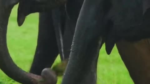 Elephants in Sri Lanka #travel #nature #wildlife #srilanka #earthday #elephant #explore #adventure