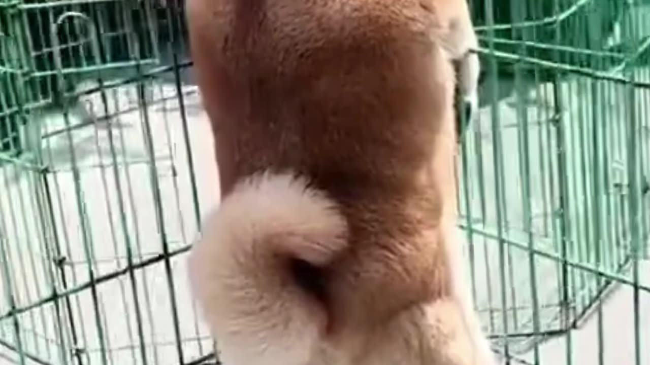 “When Dogs Run the Neighborhood: Parking Assistant & Gossip Patrol 🐶🚗👀”