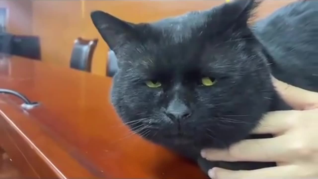 is bro the judge