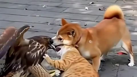 Eagle’s Defeat, Dog & Cat Team Up to Win the Battle
