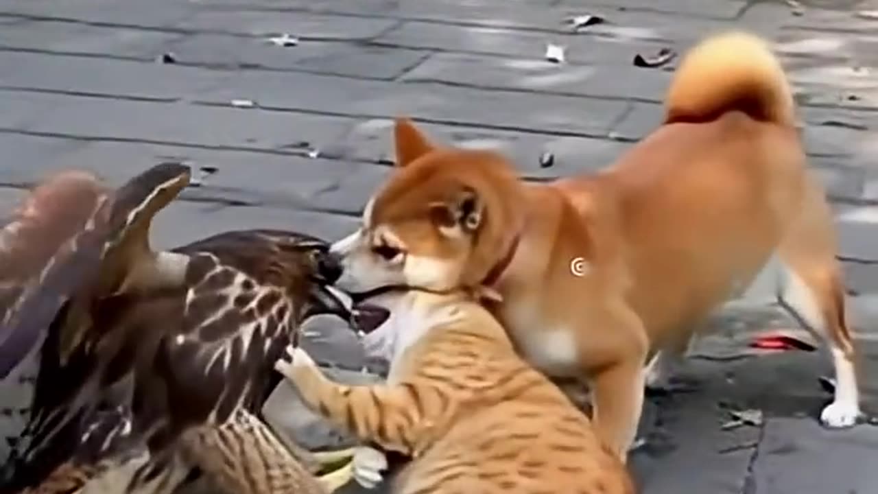 Eagle’s Defeat, Dog & Cat Team Up to Win the Battle