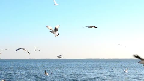 Relaxing to the Sound of the Sea and Birds: Moments of Peace