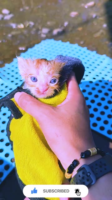 Newborn Kitten’s First Bath! 🛁🥺 So Tiny & Brave! #Shorts