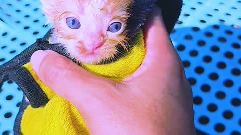 Newborn Kitten’s First Bath! 🛁🥺 So Tiny & Brave! #Shorts