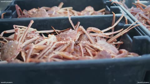 Rebuilding Capelin From A Fisherâs Point Of View