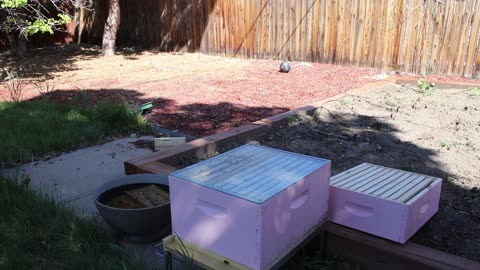 Week 3 of having bees