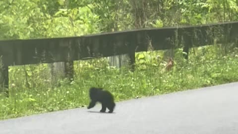 This Baby Bear Was So Small You Would Think It Was Just Born