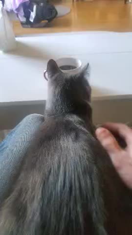 Cat Coffee Good Morning!