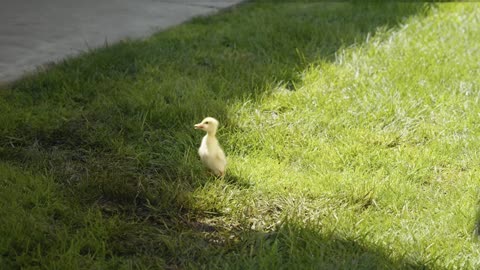 The Runaway Duckling
