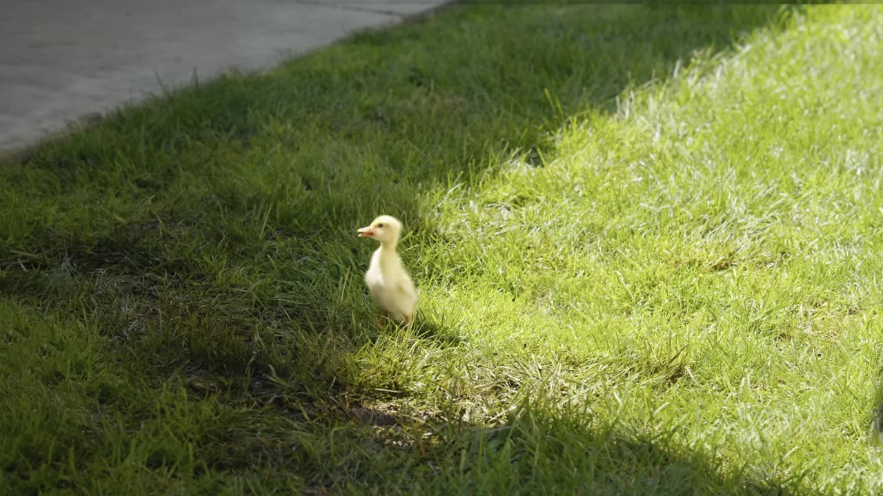 The Runaway Duckling