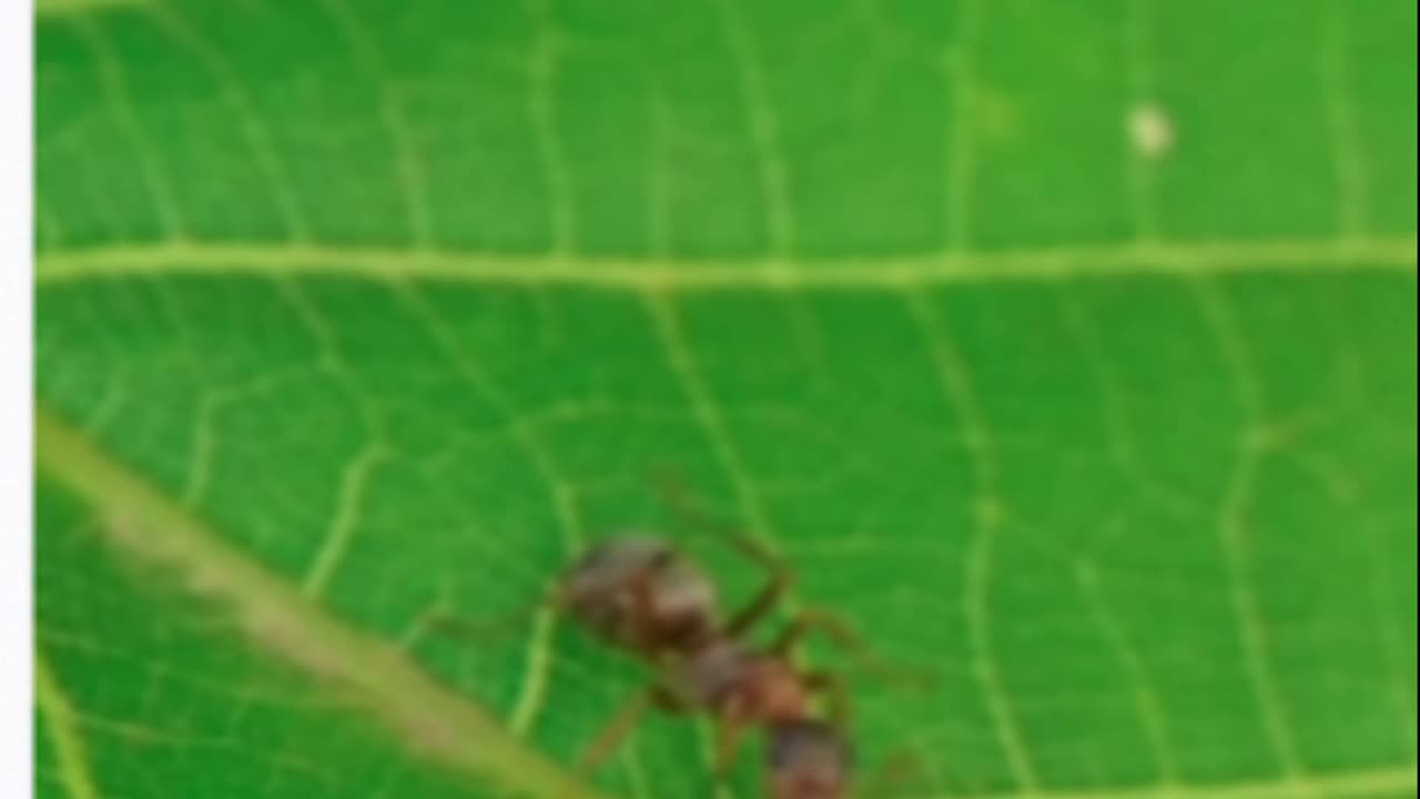 Little LOVE for ANTS (Langgam)