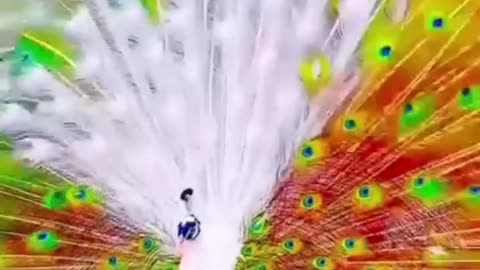 Peacock dance