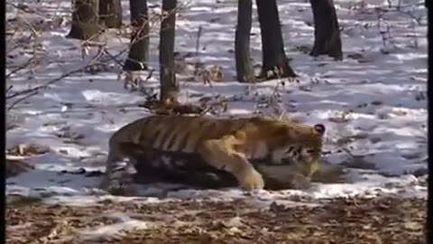 Siberian Tiger Hunts Deer