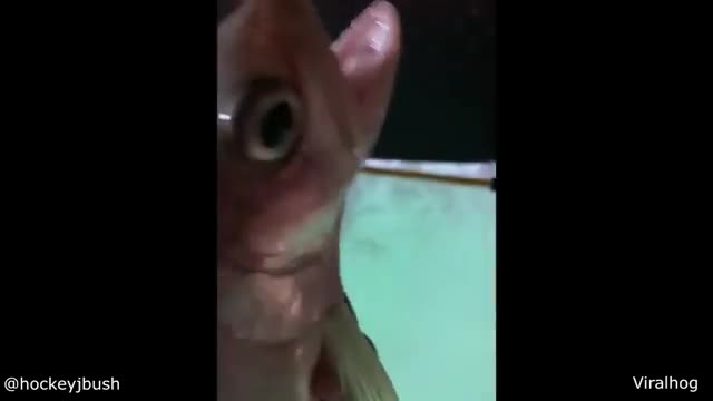 Funny animals