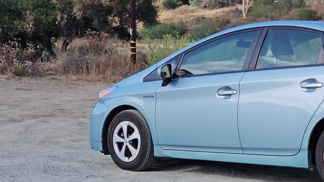 🐦😂 This Bird's Reaction to His Reflection is TOO FUNNY! | FunFM