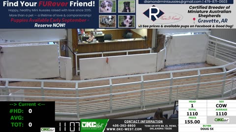 8/18/2025 - Cow & Bull Auction - OKC West