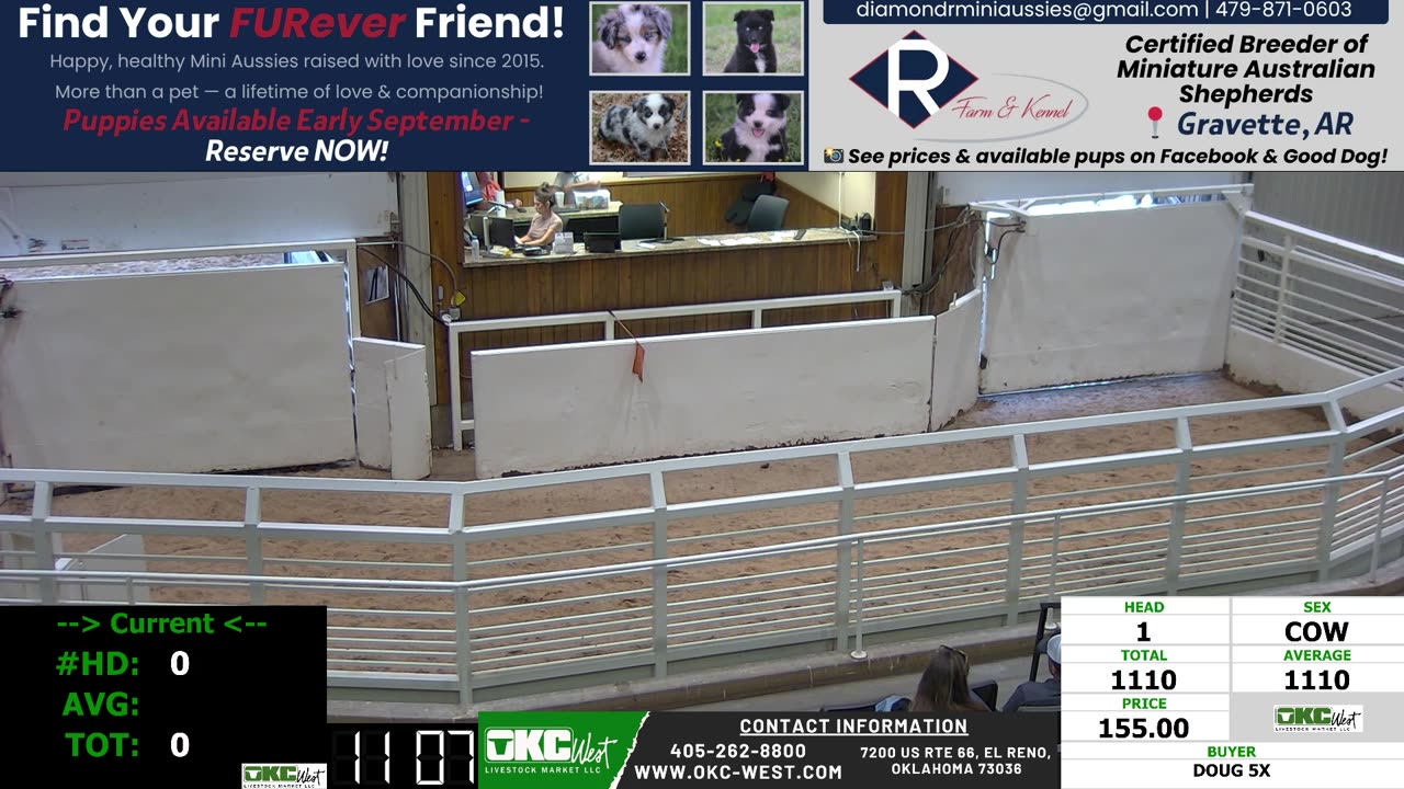 8/18/2025 - Cow & Bull Auction - OKC West