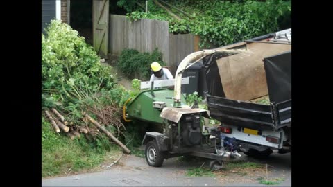 Carlos Tree Service of Mount Vernon