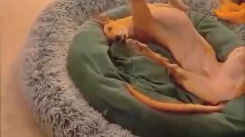 This Dog keeps doing weird poses