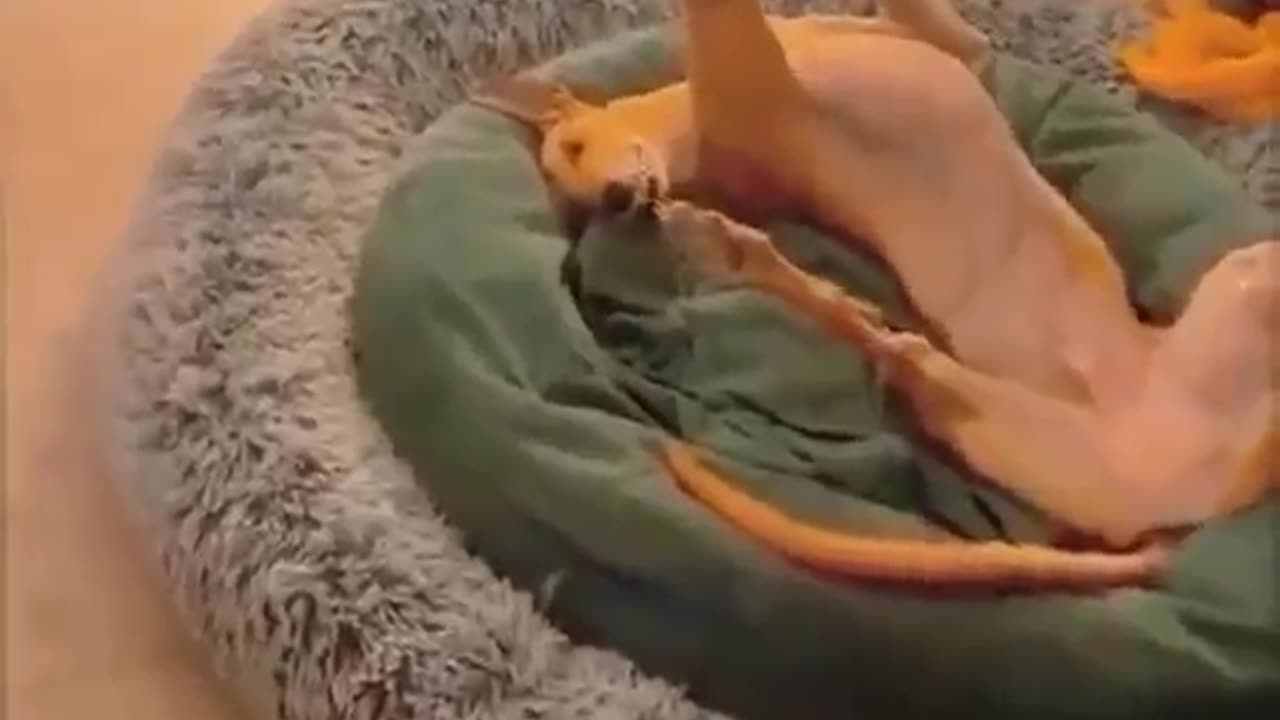 This Dog keeps doing weird poses