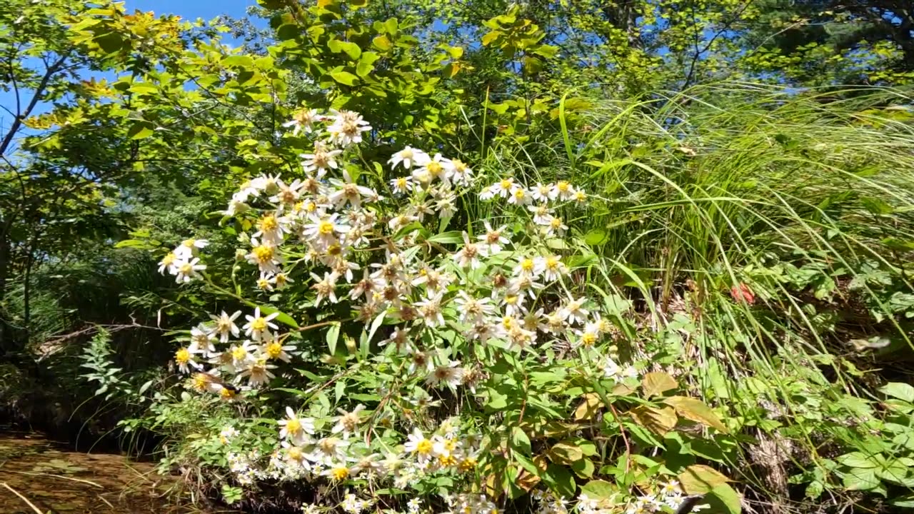 Asters