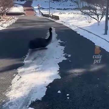 Funniest Animal Fails #viral #ylyl #animals #funnypets