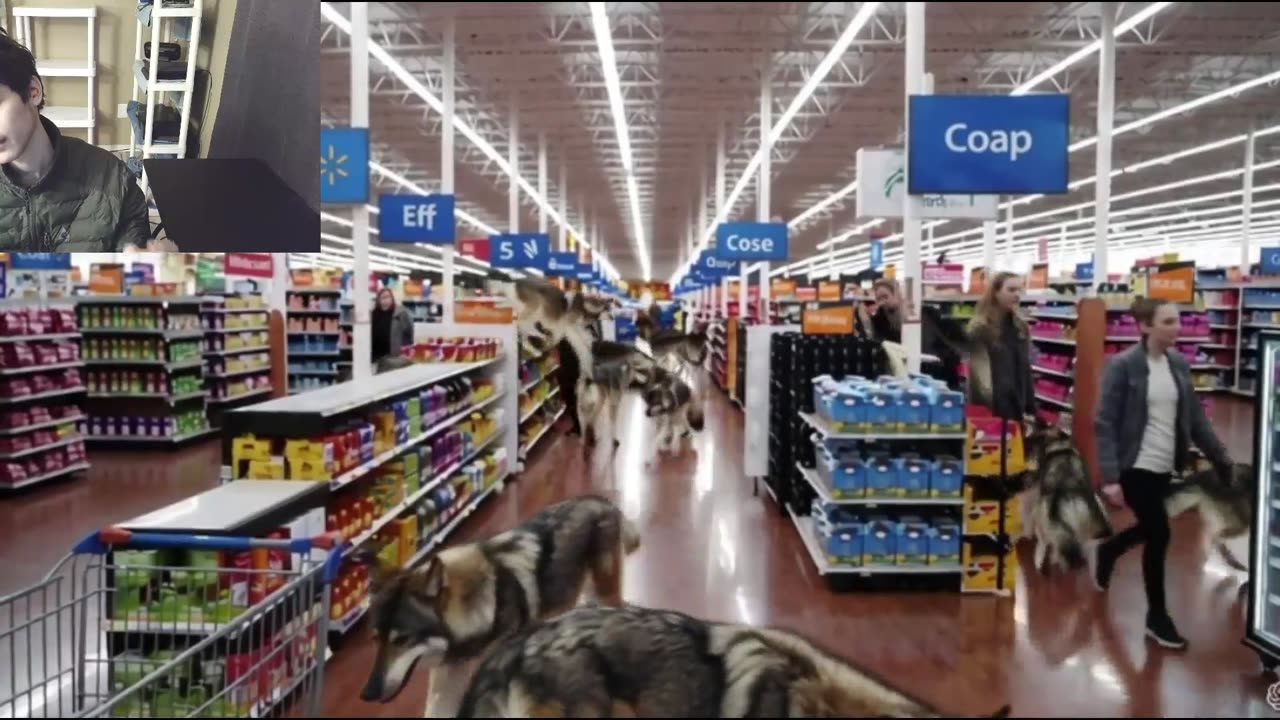 Over 5 Fictitious Wolves Roam Around A Walmart Supercenter Fake Strange Video With Live Commentary