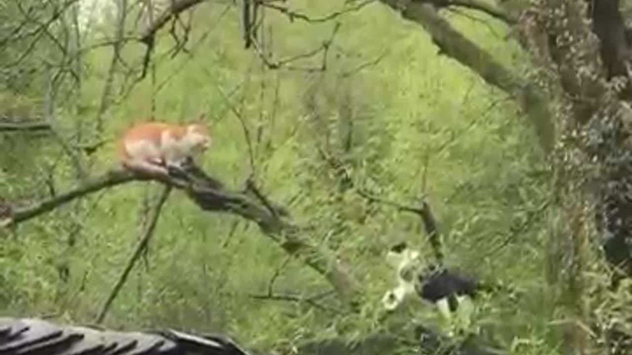 Cats vs Gravity