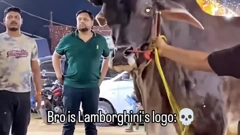 Lamborghini s logo 🔥☠️