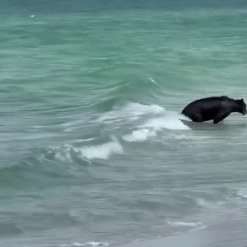 American Wildlife Reaches the Shores of Naples, Florida