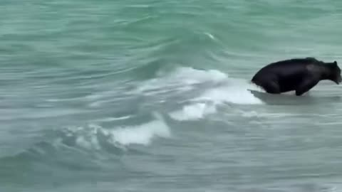 American Wildlife Reaches the Shores of Naples, Florida