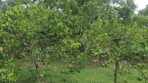 Grapefruits in the garden welcome the sunlight in the morning of August 10, 2018