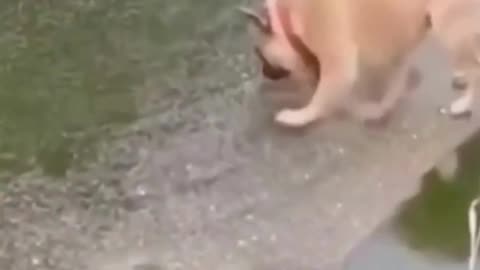 Funniest Animal Fails & Bloopers You'll See All Year!
