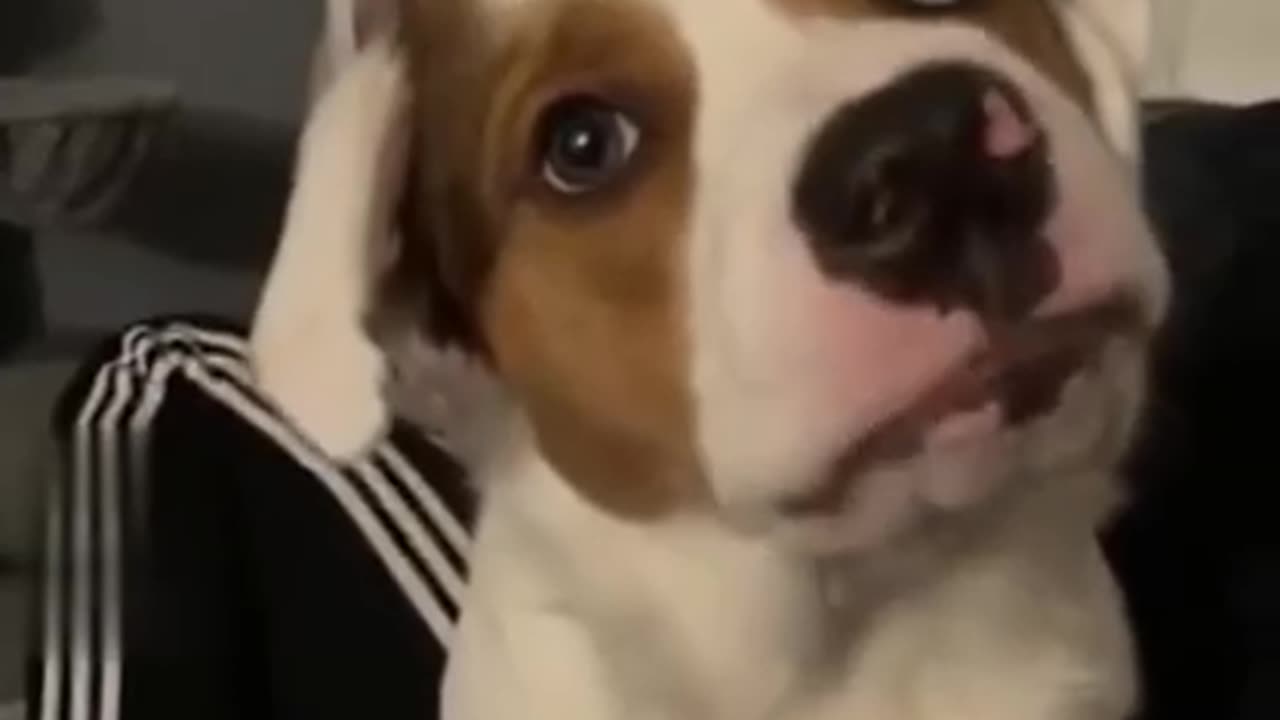 Dog wisphers