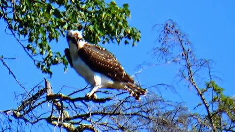 Osprey